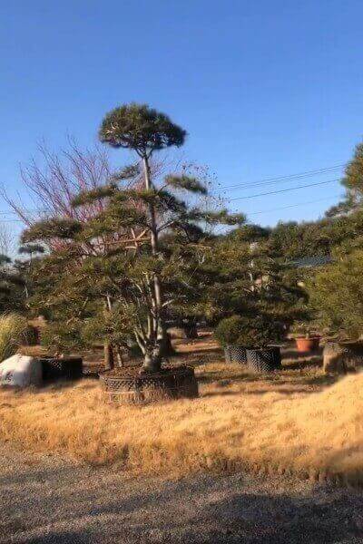 白皮松造型盆景苗