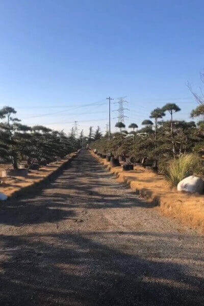 藍田白皮松造型盆景示范園